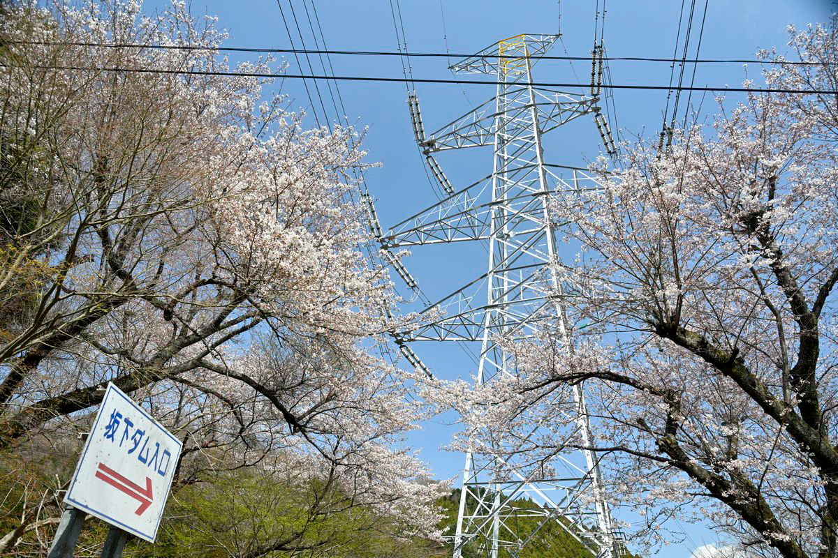 鉄塔を覆うほどの花を咲かせた桜の木