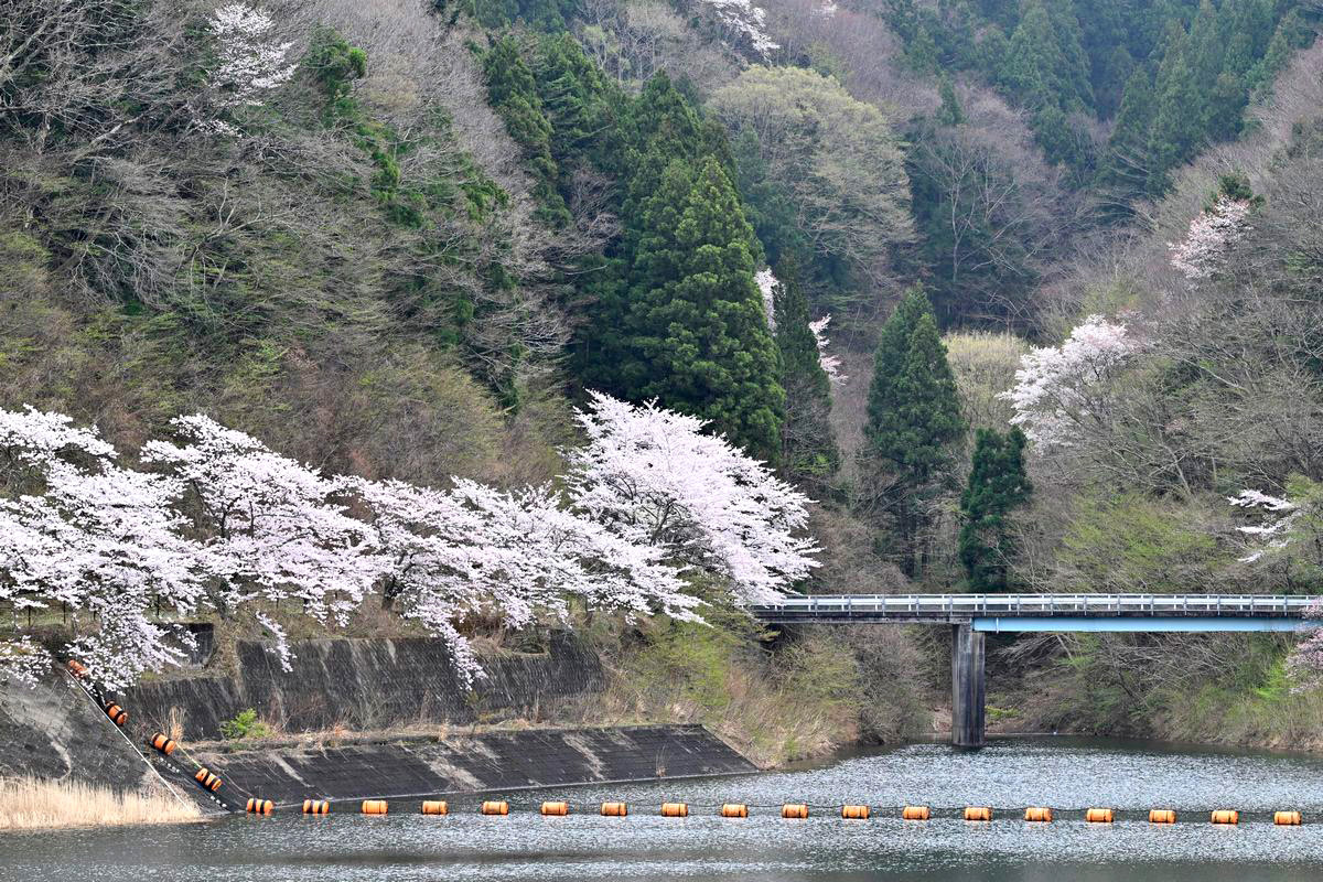桜に囲まれた坂下ダム
