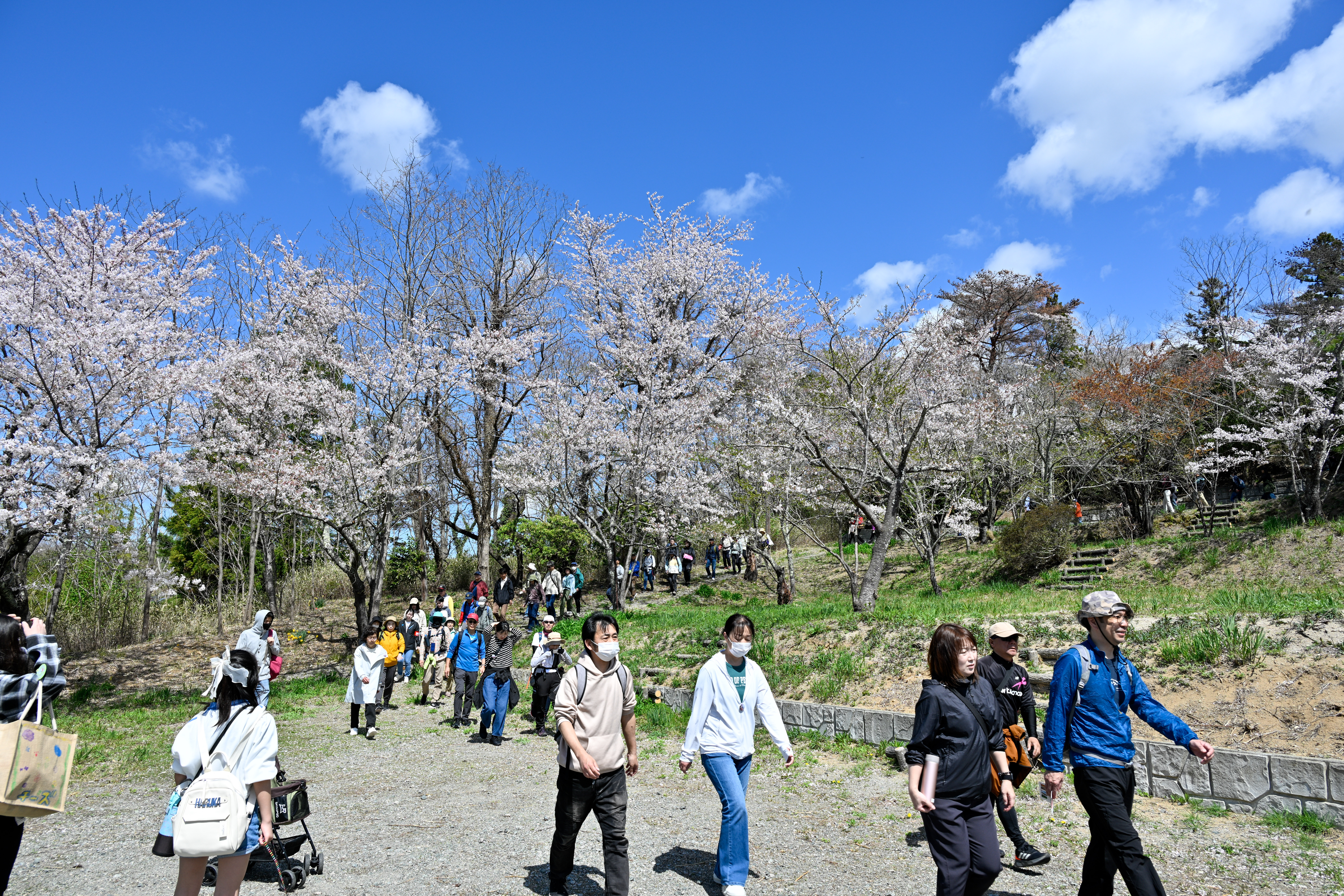 聖徳太子神社、大野公園で桜を見ながら散策する参加者ら