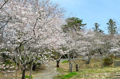 今年も大熊町内に桜の花が咲き誇りました。写真は整備が完了した大野公園の桜